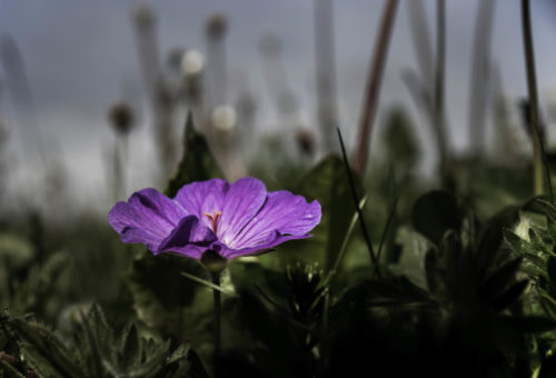 Blomster og floravandring på Åkrasanden